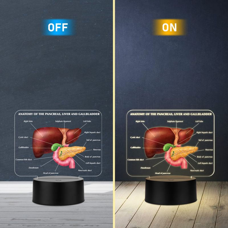 3D Illusion Liver Function LED Night Lamp Educational Study Table Lamp with Warm White Light Medical Student Room & Doctor Clinic Decor